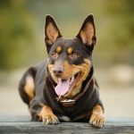 The Australian Kelpie is a highly energetic and intelligent herding dog